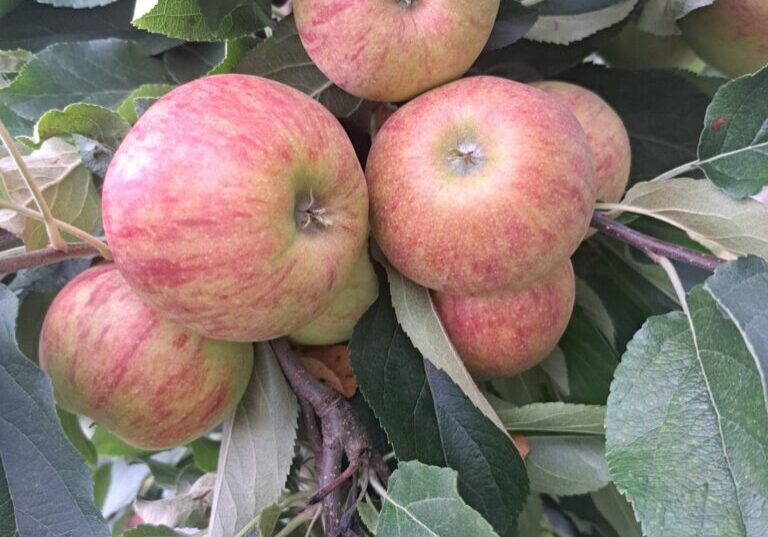 Äpfel Äpfel